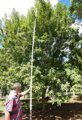 XANTHOSTEMON chrysanthus (Golden Penda) - Ex Ground - Brisbane Plant Nursery