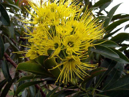 XANTHOSTEMON chrysanthus (Golden Penda) - Ex Ground - Brisbane Plant Nursery