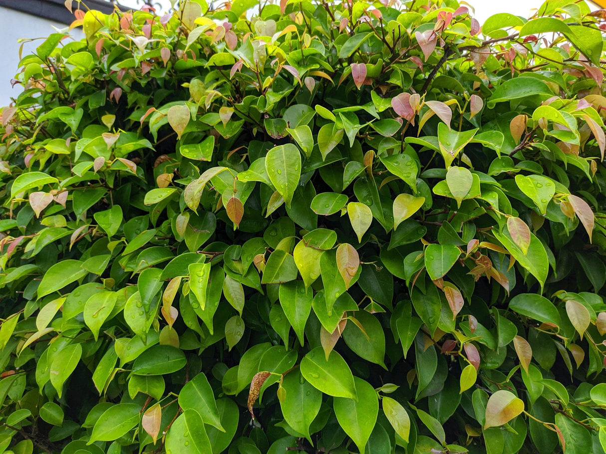 Shiny Xylosma - Xylosma senticosum - Brisbane Plant Nursery