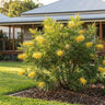 Yamba Sunshine Grevillea