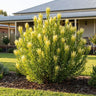 Yellow Devil Leucadendron