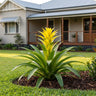 Yellow Star Bromeliad