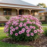 Youpi Pink Florist Chrysanthemum