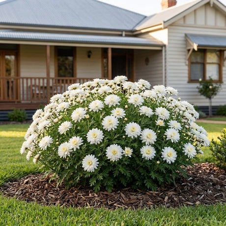 Florist Chrysanthemum (Chrysanthemum x morifolium)