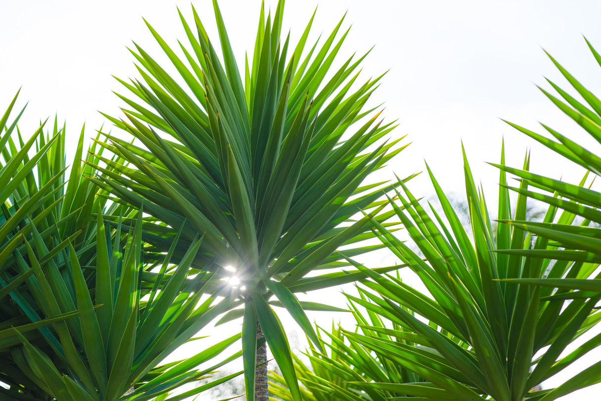 Spineless Yucca - Yucca elephantipes - Brisbane Plant Nursery