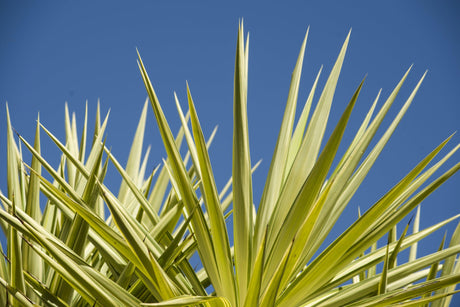 Silver Star Yucca - Yucca elephantipes 'Silver Star' - Brisbane Plant Nursery