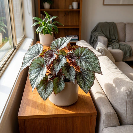 Begonia (Begonia)