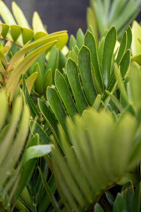 Cardboard Plant - Zamia furfuracea - Brisbane Plant Nursery