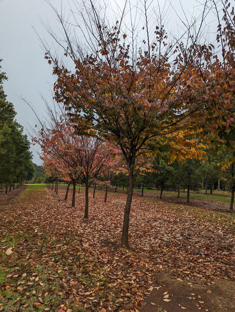 Zelkova serrata (Japanese Elm) - Ex Ground - Brisbane Plant Nursery