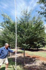 Zelkova serrata (Japanese Elm) - Ex Ground - Brisbane Plant Nursery