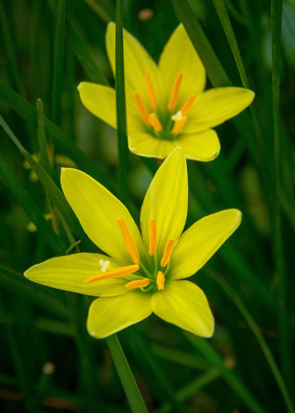 Rain Lily - Zephyranthes - Brisbane Plant Nursery