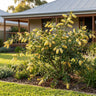 Zigzag Grevillea