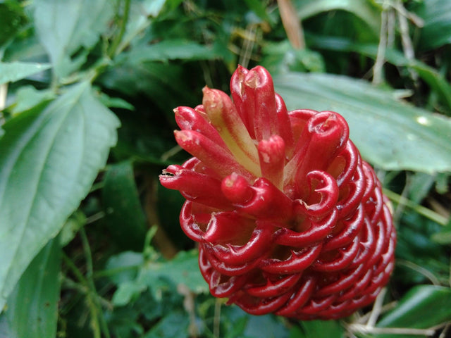 Ginger Plant - Zingiber officinale 'Ginger' - Brisbane Plant Nursery