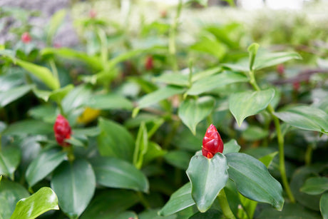 Darcyi Shampoo Ginger - Zingiber zerumbet 'Darcyi' - Brisbane Plant Nursery