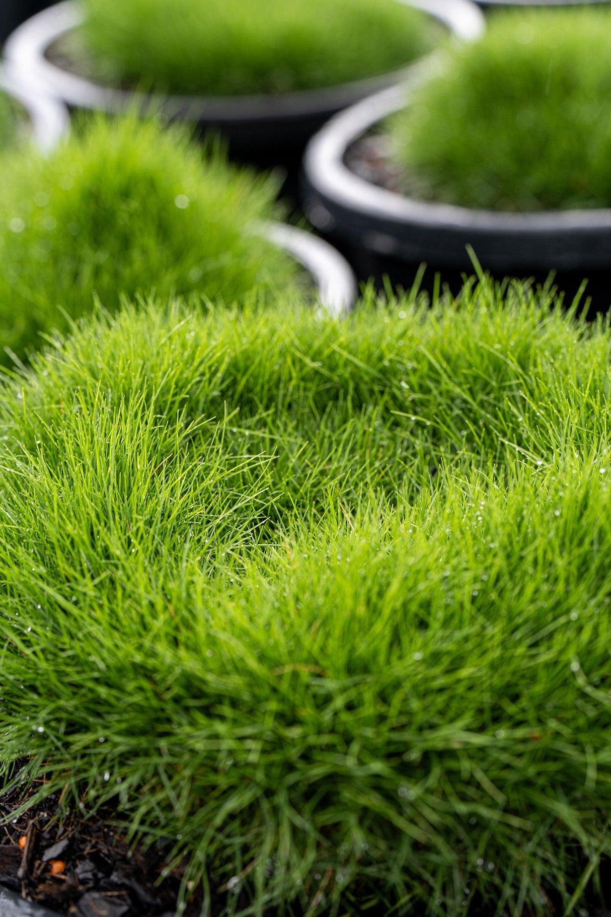 No Mow Grass - Zoysia tenuifolia - Brisbane Plant Nursery